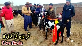 Top Class Milking Goats With Kids Live Soda-Qamar Khan Sahiwal Ki Bakri Ka Soda-Big Live Deal