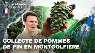 Collecte aérienne de pignons de pin et dégustation de grenouilles sauvages. Le Monde à L'Envers