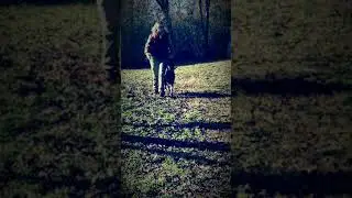Malinois obedience training competition heel