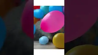 Ultimate Cat Facts Compilation! 😻 | Fun & Amazing Cat Videos 🐾