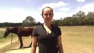480362313  Equine Diet