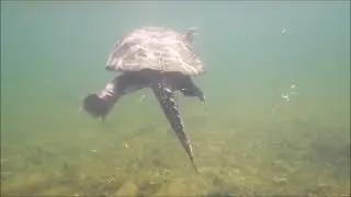 Common Snapping Turtle