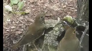 Gray-cheeked Thrush, Bay-breasted Warbler And Swainson's Thrush IN FRONT YARD