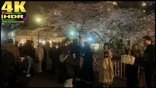 Night Cherry Blossom Festival of Naka Meguro 2022