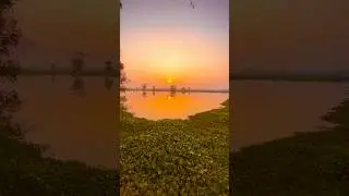 Stunning Village Sunset by the Lake | Natural Golden Sky & Floating Water Lilies #shorts #village