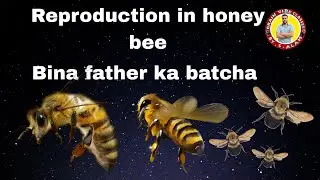 Haploid-diploid method of sex determination /reproduction in hony bee/fact in honey bee