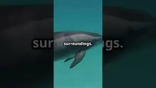 Amazing Animal Senses in 60 Seconds! 🦅🐍