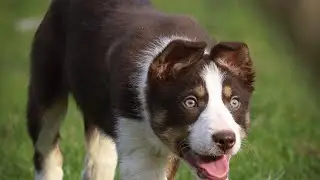 Kemi Ruby.. 12 weeks old.. by Midderry Frank