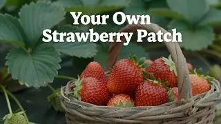 How To Grow Strawberries At Home In North America : Step-by-Step Guide