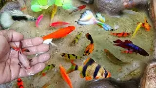 Ловим разноцветных рыбок в пруду! Вы не поверите, какие у них яркие цвета!