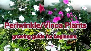 Periwinkle: Vinca plant/ growing guide for beginners