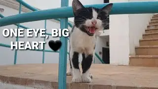 He couldn't wait! 🐾 Full meeting with the brave one-eyed kitten