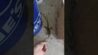 Feeding the skink under my front steps