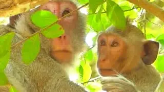 POOR MONKEY JANET HUNGRY | JANET TRY STEAL MILK | NO MILK FEEDING | SR TECHNIQUE