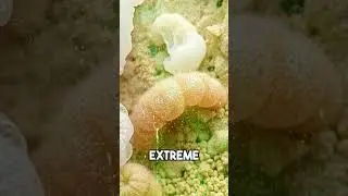 Tardigrades: Earth's Unyielding Survivors