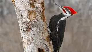 Cavity Nesting Birds