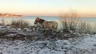 Spotted horse 🐴 in snowy winter near bay and tower / Пятнистая лошадь 🐎 зимой возле залива и вышки +