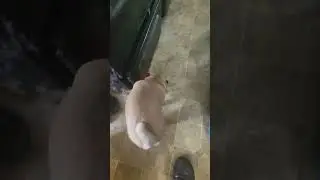 Pug sniffing around