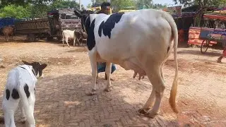 আজকের সোনাইচন্ডী হাটের সেরা উন্নত জাতের গাভী বাছুর দাম দর || #ms5m #নওগাঁ