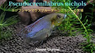 アフリカンシクリッド　エジプシャンマウスブルーダーニコルシーの繁殖