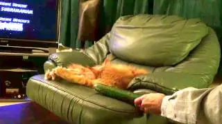 Maine Coon cat scared by cucumber