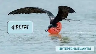 ФРЕГАТ🐦/Птичий пират🐦🐦🐦👍