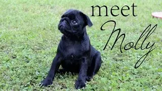 meet Molly [black pug puppy]