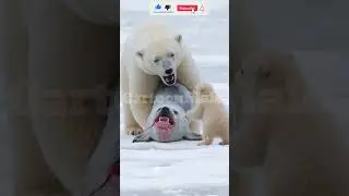 Heartwarming Polar Bear Rescue |The Barnacle-Covered Survivor&rsquo;s Inspiring Journey #polar bear #short