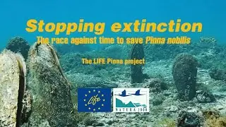 Остановить вымирание. Гонка со временем ради спасения Pinna nobilis.