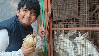 save birds and animals