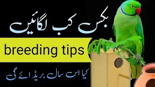 Indian ringneck parrot Ko box kab lgaye /￼ Indian ringneck breeding season /￼urdu Hindi
