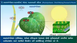 standard7th/Science/chap1/LO1.2 1.3 1.4 પ્રકાશસંશ્લેષણ પ્રવૃતિ @ncertgujmediumofficial @Gshala