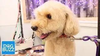 How We Keep Lucy&rsquo;s Doodle Coat Mat-Free | Grooming Tips & Coat Types Explained