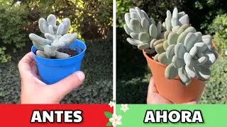 Crecimiento de SUCULENTAS en 2 AÑOS | Parte 6