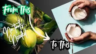Coconut hack &ndash; no tools needed! | Ancient coconut cracking technique #coconut #food #howto #stones