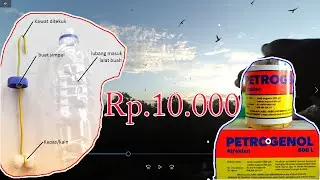 Memancing Walet Mendekat dengan Petrogenol