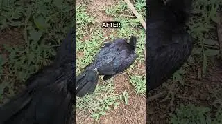 🐓Aseel chicken Recovery🐓😈||@Farmercg07 ||#animal #aseel #nature #animal #recovery