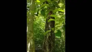 Lost in the wood