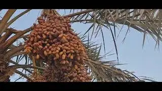 [ 4K] AMAZING DATES IN BAHRAIN #shorts