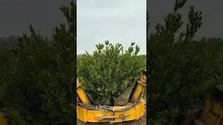Tree Digger Spade Work