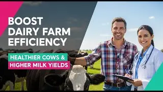 Boost Dairy Farm Efficiency  Proven Tips for Healthier Cows & Higher Milk Yields
