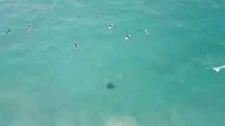 Drone Captures Stingray Under Surfers