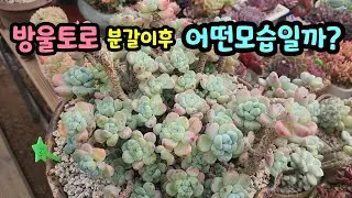 260123 방울토에식재한아이들어떻게지낼까?예뻐졌을까?근황전해요~^^편집오류로재업로드합니다😅(방울토 010-8835-7281)