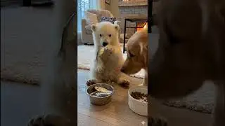 Polar Bear Cubs Didn't Expect This Kind Of Love #heartwarming #adoption