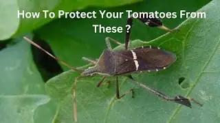 A Simple Way To Protect Your Tomatoes From Leaf-footed Bugs