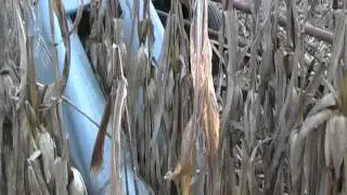 IHartHarvest - The Corn Project - New Idea 1Row P323 Corn Picker in Action