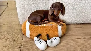 New toy for Mini Dachshund puppy.