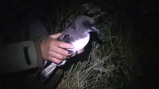Magenta Petrel, Sweetwater, Chatham Island, January 2016