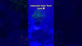 🃏 🔥 Torch Coral 🪸