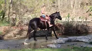 BEGINNER, NOVICE, AND YOUTH FRIENDLY BLACK PERCHERON QUARTER HORSE MARE, RIDES AND DRIVES, GENTL